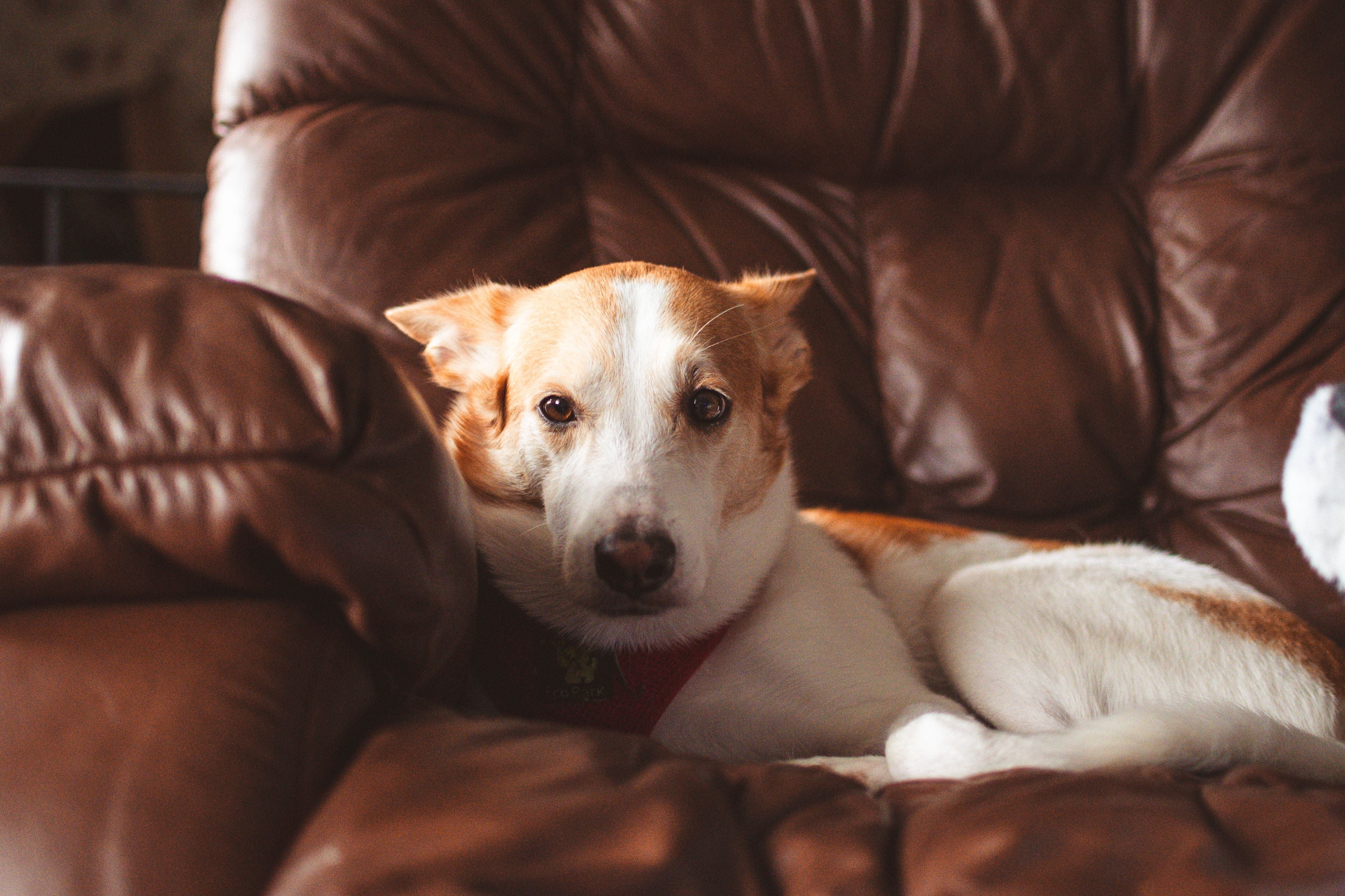 Do Pets Need Solar Eclipse Glasses? Keeping Your Furry Friends Safe for the Upcoming Eclipse
